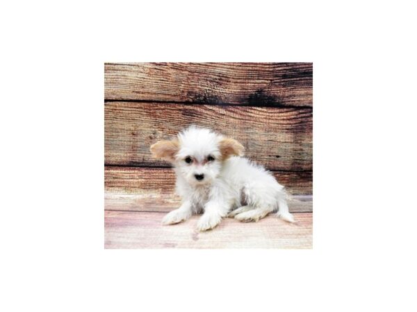 Pom-A-Poo-DOG-Female-Buff and White-58-PetCenter Old Bridge, New Jersey
