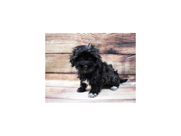 Havanese-DOG-Female-Black-59-PetCenter Old Bridge, New Jersey