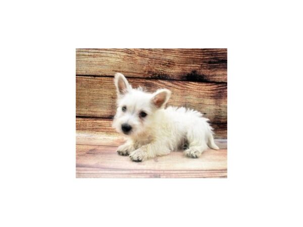 West Highland White Terrier-DOG-Male-White-60-PetCenter Old Bridge, New Jersey