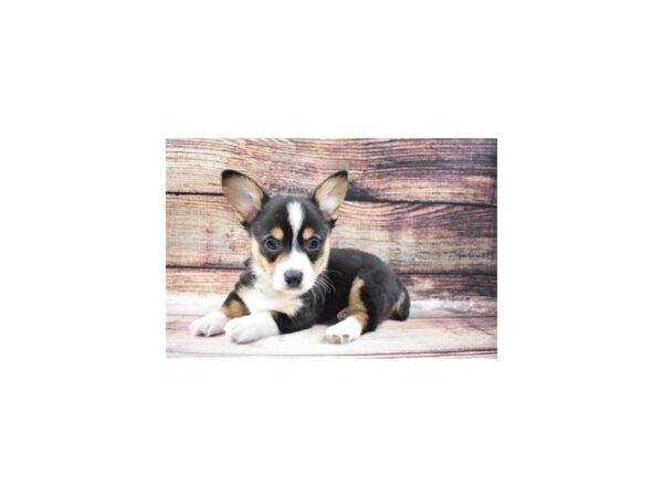 Pembroke Welsh Corgi-DOG-Male-Black and Tan-61-PetCenter Old Bridge, New Jersey