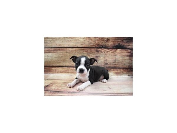 Boston Terrier-DOG-Female-Black and White-62-PetCenter Old Bridge, New Jersey