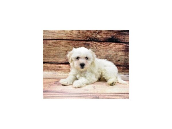 Coton De Tulear-DOG-Female-White-73-PetCenter Old Bridge, New Jersey