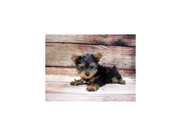 Yorkshire Terrier-DOG-Female-Black and Tan-72-PetCenter Old Bridge, New Jersey