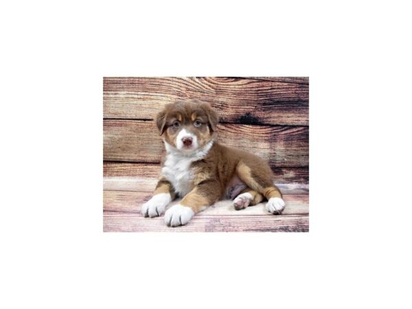 Australian Shepherd-DOG-Male-Red-71-PetCenter Old Bridge, New Jersey