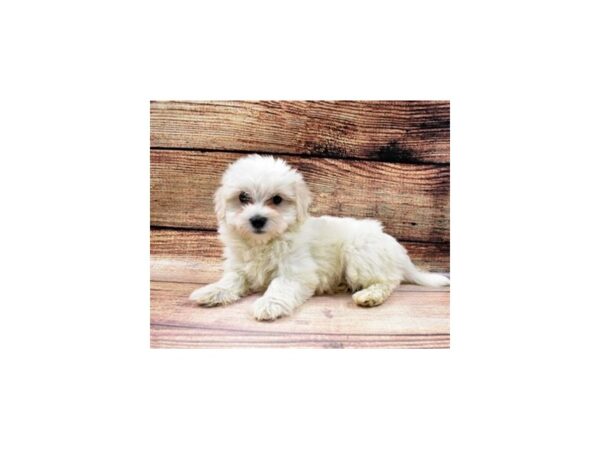 Coton De Tulear-DOG-Male-White-70-PetCenter Old Bridge, New Jersey