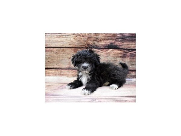 Shih Tzu-DOG-Male-Black and White-69-PetCenter Old Bridge, New Jersey