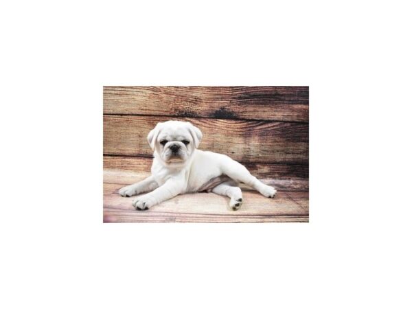 Pug-DOG-Male-Silver Fawn-68-PetCenter Old Bridge, New Jersey