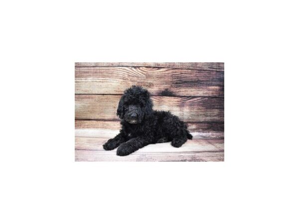 Standard Poodle-DOG-Female-Black-67-PetCenter Old Bridge, New Jersey