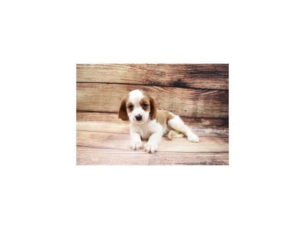 Cavalier King Charles Spaniel-DOG-Female-Blenheim-66-PetCenter Old Bridge, New Jersey