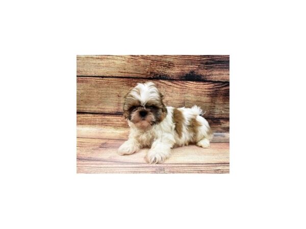 Shih Tzu-DOG-Male-Gold and White-64-PetCenter Old Bridge, New Jersey