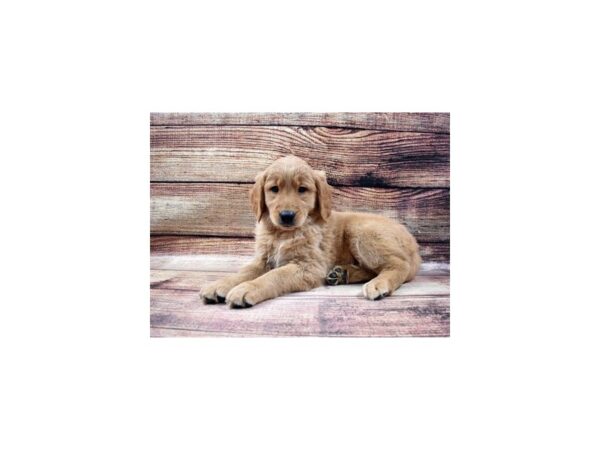Golden Retriever-DOG-Female-Golden-63-PetCenter Old Bridge, New Jersey
