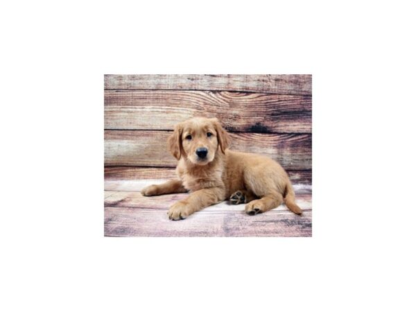 Golden Retriever-DOG-Male-Golden-65-PetCenter Old Bridge, New Jersey