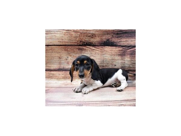 Dachshund-DOG-Male-Black and Tan-89-PetCenter Old Bridge, New Jersey