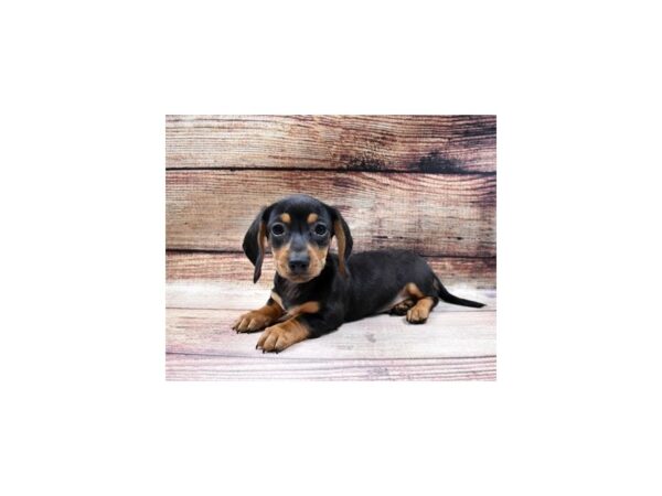 Dachshund-DOG-Male-Black and Tan-88-PetCenter Old Bridge, New Jersey