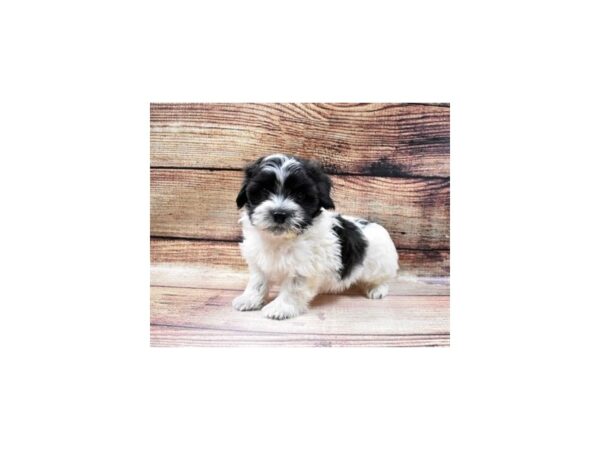 Havanese-DOG-Male-Black and White-87-PetCenter Old Bridge, New Jersey