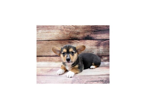 Pembroke Welsh Corgi-DOG-Female-Black and Tan-86-PetCenter Old Bridge, New Jersey