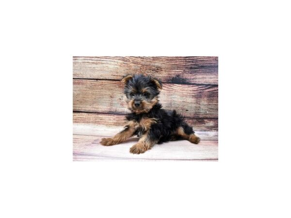 Yorkshire Terrier-DOG-Male-Black and Tan-85-PetCenter Old Bridge, New Jersey
