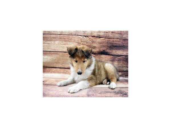 Collie-DOG-Male-Sable and White-84-PetCenter Old Bridge, New Jersey