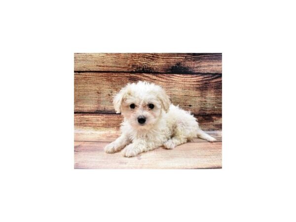 Bichon Poo-DOG-Female-Cream-83-PetCenter Old Bridge, New Jersey