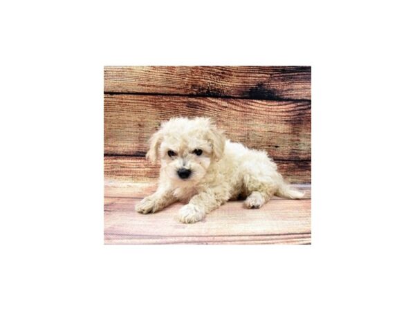 Bichon Poo-DOG-Male-Cream-82-PetCenter Old Bridge, New Jersey