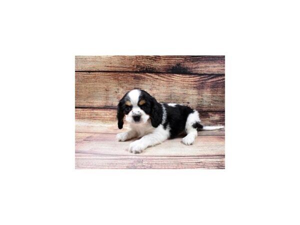 Beaglier-DOG-Male-Black White and Brown-80-PetCenter Old Bridge, New Jersey