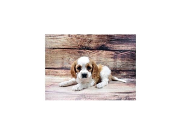 Beaglier-DOG-Female-Blenheim-79-PetCenter Old Bridge, New Jersey