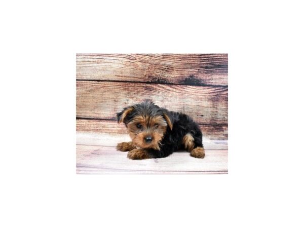 Yorkshire Terrier-DOG-Male-Black and Tan-78-PetCenter Old Bridge, New Jersey