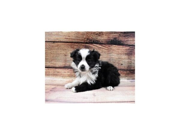 Miniature Australian Shepherd-DOG-Female-Black and White-76-PetCenter Old Bridge, New Jersey
