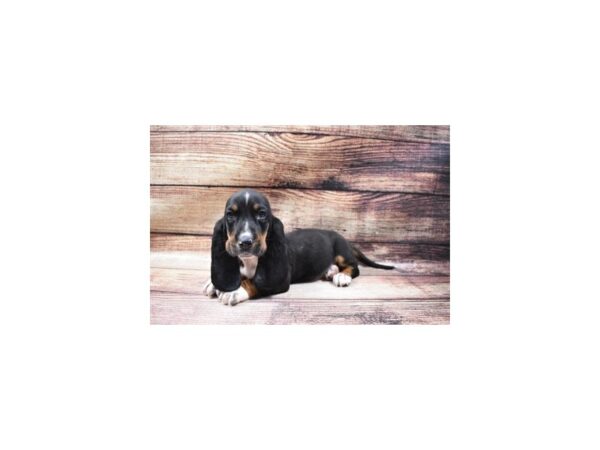 Basset Hound-DOG-Female-Black Brown and White-75-PetCenter Old Bridge, New Jersey