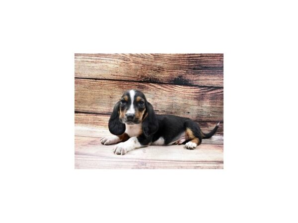 Basset Hound-DOG-Male-Black Brown and White-74-PetCenter Old Bridge, New Jersey