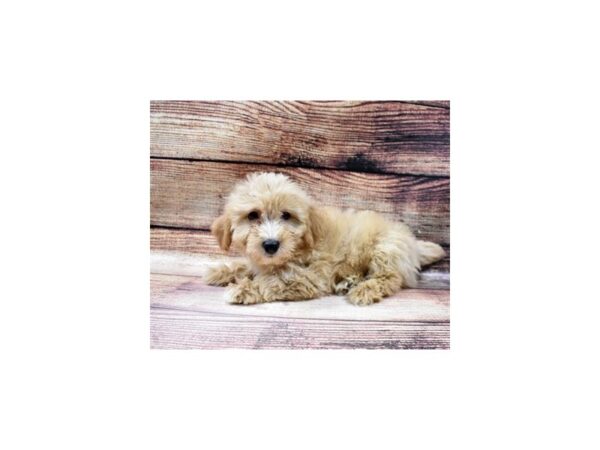 Mini Aussiepoo-DOG-Male-Gold-81-PetCenter Old Bridge, New Jersey