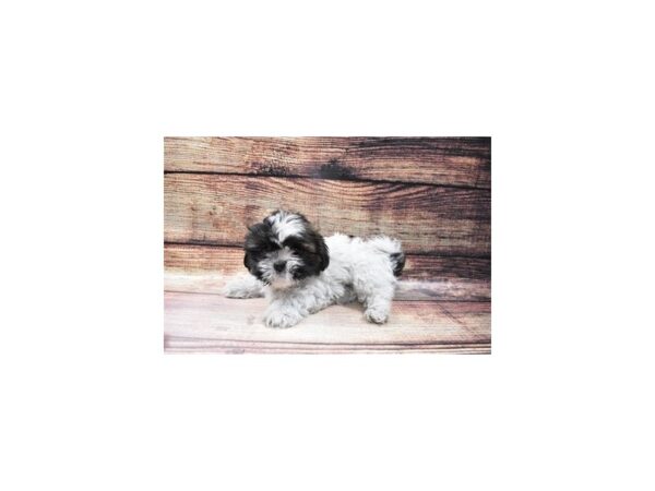 Shih Tzu-DOG-Female-Brindle and White-114-PetCenter Old Bridge, New Jersey