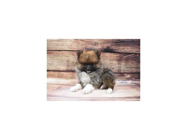 Pomeranian-DOG-Male-Orange Sable-90-PetCenter Old Bridge, New Jersey