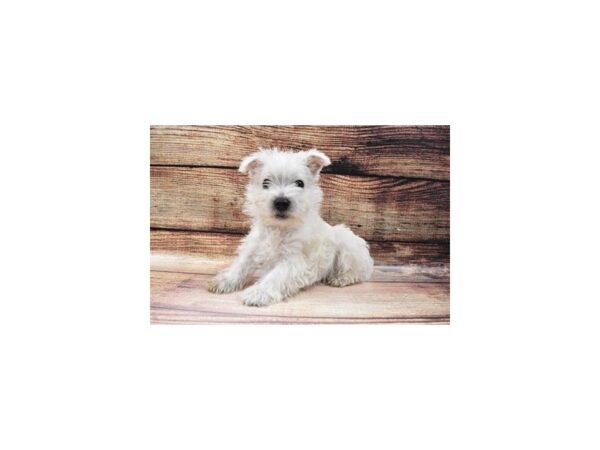 West Highland White Terrier-DOG-Male-White-93-PetCenter Old Bridge, New Jersey