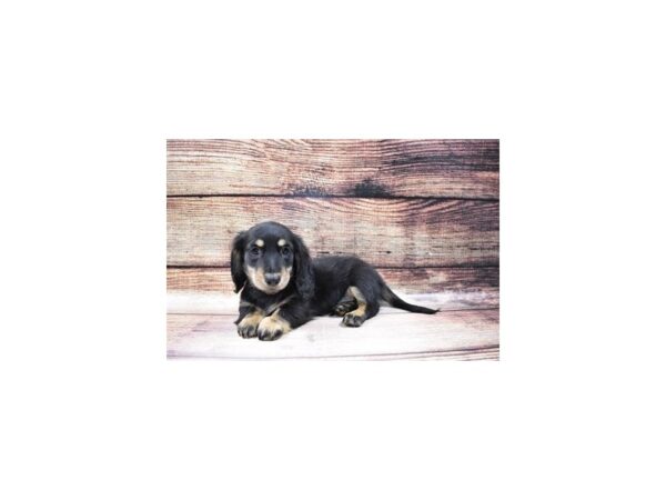 Dachshund-DOG-Male-Black and Tan-94-PetCenter Old Bridge, New Jersey
