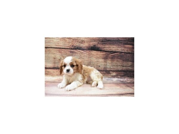 Cavalier King Charles Spaniel-DOG-Female-Blenheim-96-PetCenter Old Bridge, New Jersey