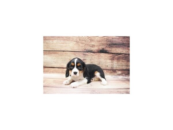 Cavalier King Charles Spaniel-DOG-Male-Black and White-97-PetCenter Old Bridge, New Jersey