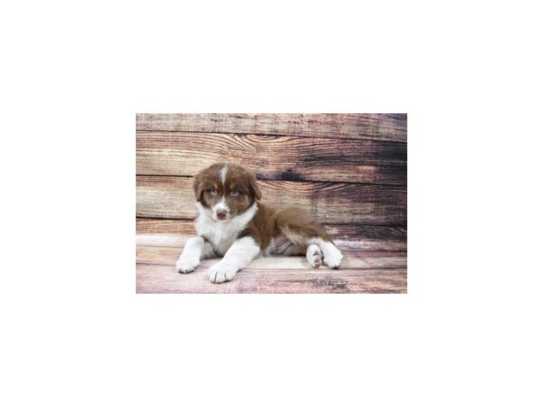 Australian Shepherd-DOG-Male-Red-98-PetCenter Old Bridge, New Jersey