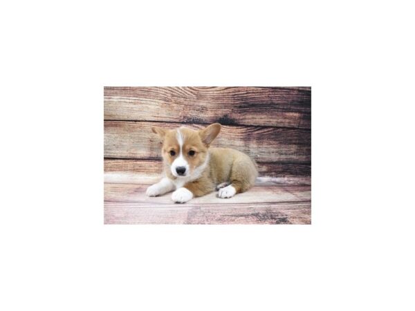 Pembroke Welsh Corgi-DOG-Female-Red-99-PetCenter Old Bridge, New Jersey