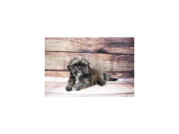 Lhasa Apso-DOG-Male-Grizzle-100-PetCenter Old Bridge, New Jersey