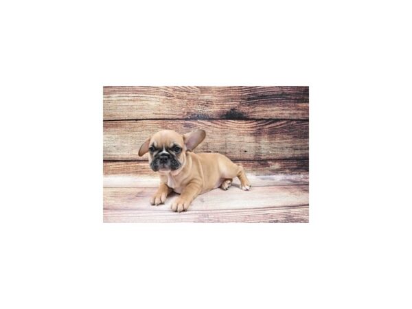 French Bulldog-DOG-Male-Red-101-PetCenter Old Bridge, New Jersey