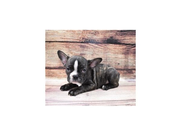 French Bulldog-DOG-Male-Brindle-102-PetCenter Old Bridge, New Jersey