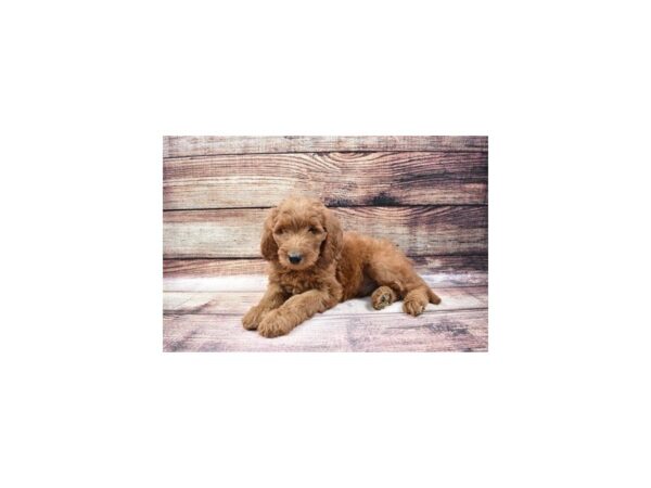 Goldendoodle-DOG-Male-Red-103-PetCenter Old Bridge, New Jersey