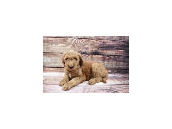 Goldendoodle-DOG-Male-Red-104-PetCenter Old Bridge, New Jersey