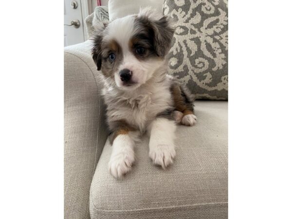 Miniature Australian Shepherd-DOG-Male-Blue Merle White and Tan-95-PetCenter Old Bridge, New Jersey