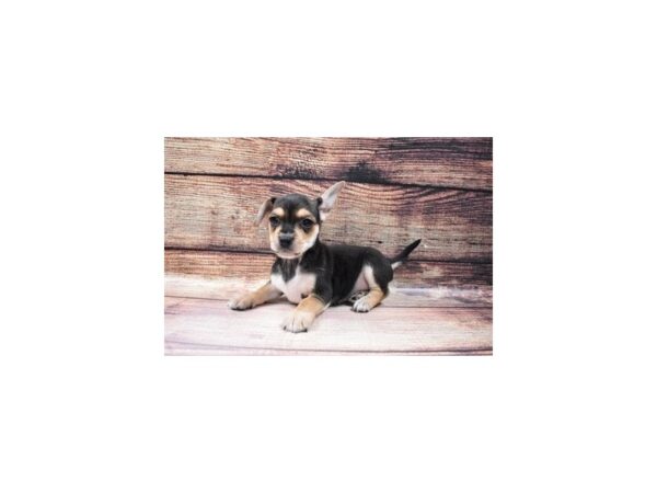 Chorkie-DOG-Male-Black and Tan-105-PetCenter Old Bridge, New Jersey