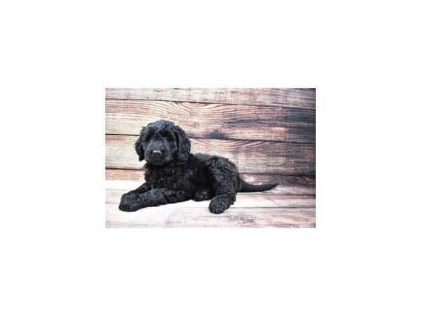 Goldendoodle-DOG-Female-Black-107-PetCenter Old Bridge, New Jersey