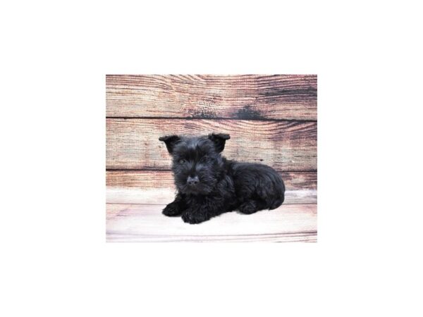Scottish Terrier-DOG-Female-Black-108-PetCenter Old Bridge, New Jersey