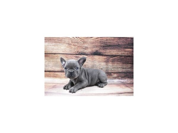 French Bulldog-DOG-Male-Blue-109-PetCenter Old Bridge, New Jersey