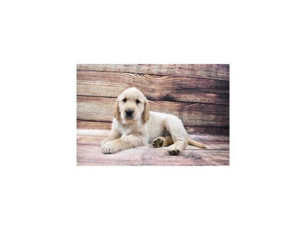 Golden Retriever-DOG-Male-Light Golden-110-PetCenter Old Bridge, New Jersey